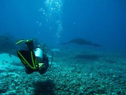 Best Diving sites in Komodo Island – Indonesia Scuba dive reviews by  Divezone