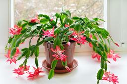 10 of the Best Plants to Give as Gifts